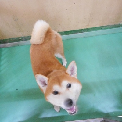 福岡県動物愛護センターNo.7863