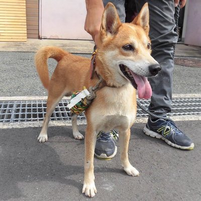 福岡県動物愛護センターNo.7866