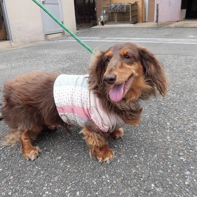 福岡県動物愛護センターNo.7878