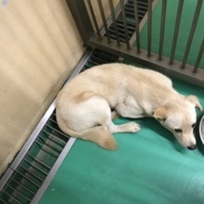 福岡県動物愛護センターNo.7880