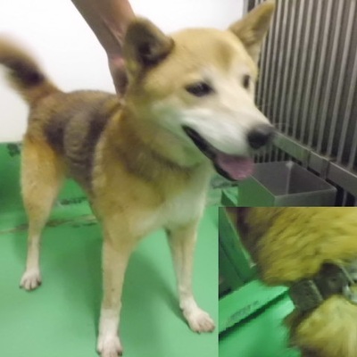 福岡県動物愛護センターNo.7881