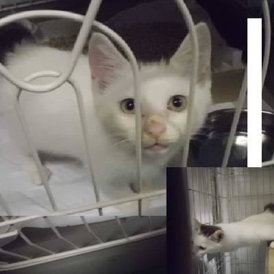 福岡県動物愛護センターNo.7874