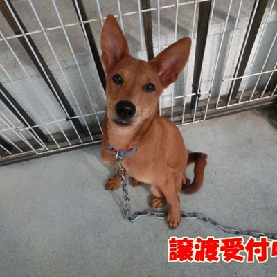 福岡県動物愛護センターNo.952