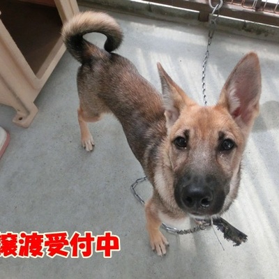福岡県動物愛護センターNo.951