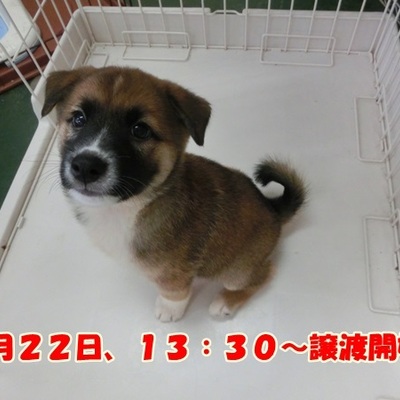 福岡県動物愛護センターNo.1006