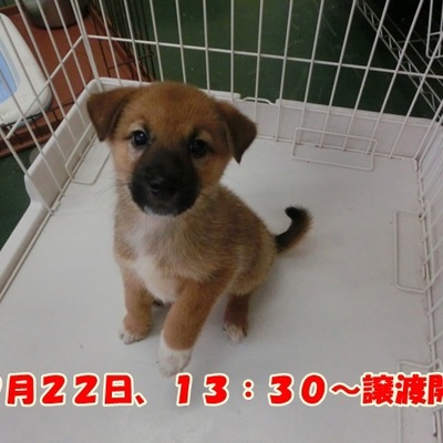 福岡県動物愛護センターNo.1007