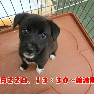 福岡県動物愛護センターNo.1008