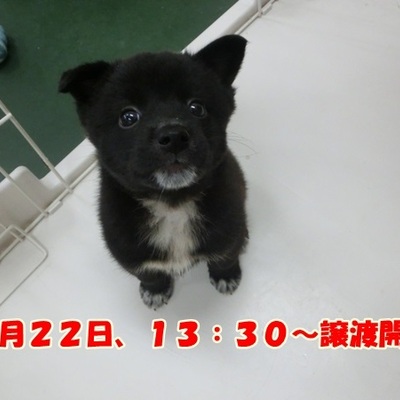 福岡県動物愛護センターNo.1009