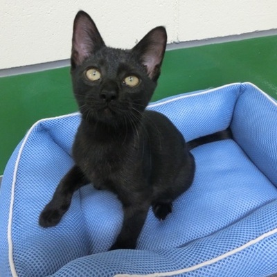 福岡県動物愛護センターNo.1000