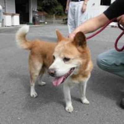 大牟田市動物管理センター（9月28日保護分）