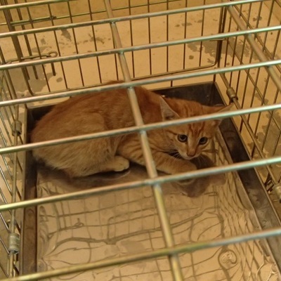 福岡県動物愛護センターNo.7886