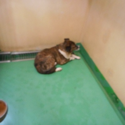 福岡県動物愛護センターNo.7890