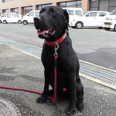 福岡県動物愛護センターNo.7895