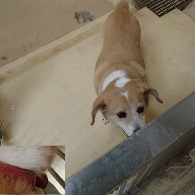 福岡県動物愛護センターNo.7896