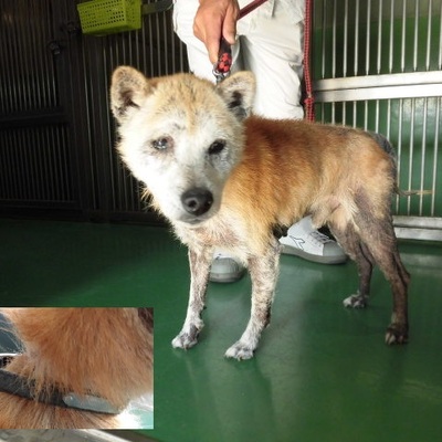 福岡県動物愛護センターNo.7923