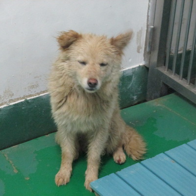 福岡県動物愛護センターNo.6001