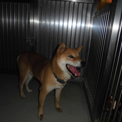 久留米市動物管理センター29047