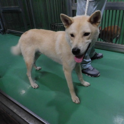 福岡県動物愛護センターNo.7933