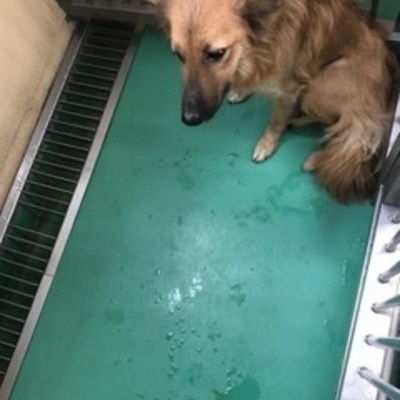 福岡県動物愛護センターNo.7945