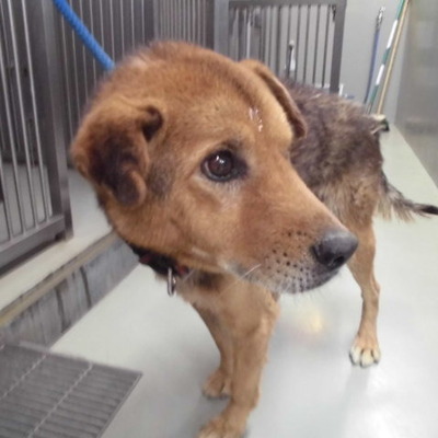 久留米市動物管理センター29048