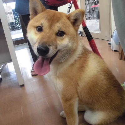 久留米市動物管理センター29049	