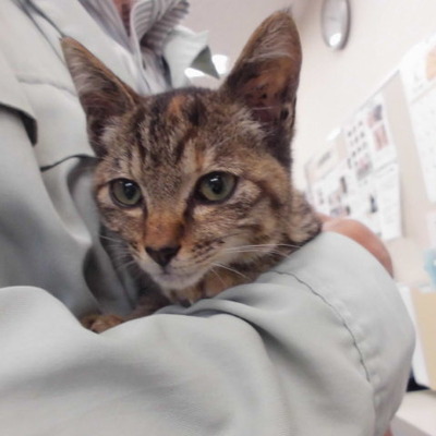 久留米市動物管理センターJ29023