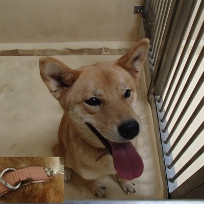 福岡県動物愛護センターNo.7955