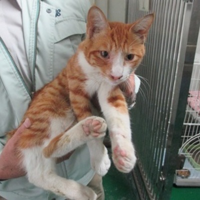 福岡県動物愛護センターNo.7957