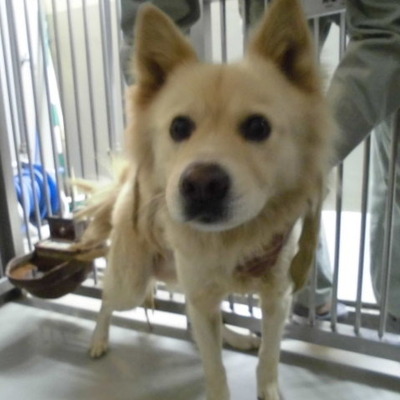 久留米市動物管理センター29050
