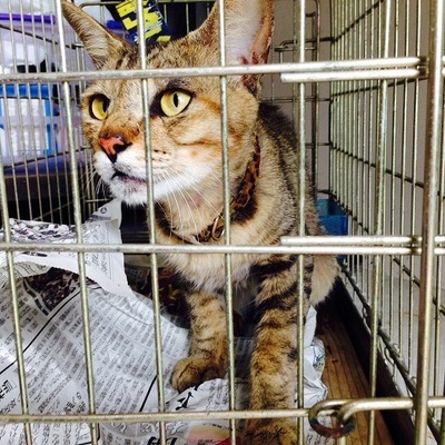福岡県動物愛護センターNo 6004 