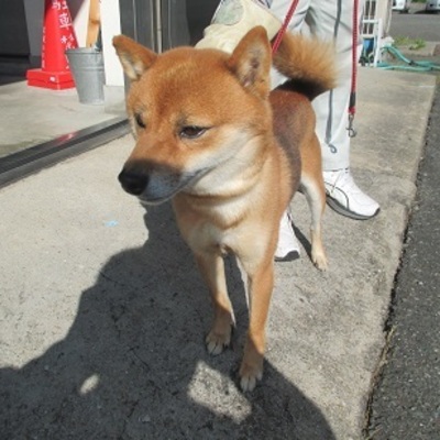 福岡県動物愛護センターNo.7973