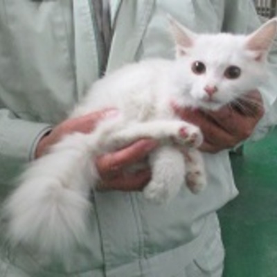 福岡県動物愛護センターNo.8009