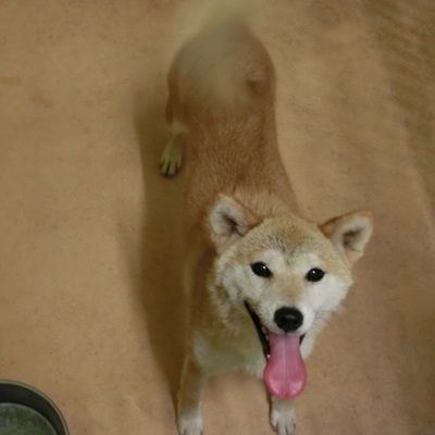 福岡県動物愛護センターNo.6017