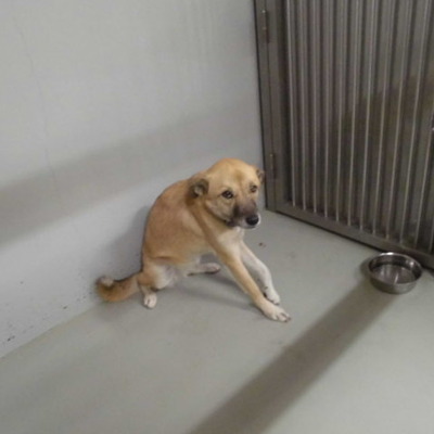 久留米市動物管理センター29054	