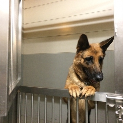 久留米市動物管理センター29057	