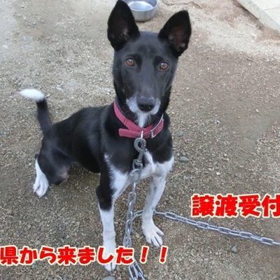 福岡県動物愛護センターNo.811