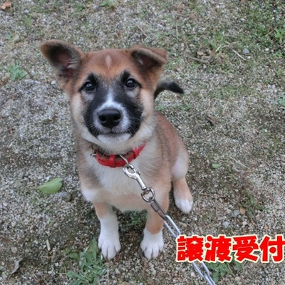 福岡県動物愛護センターNo.1006