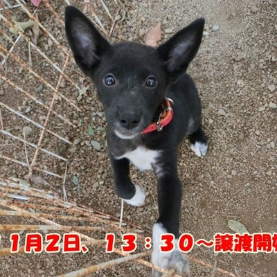 福岡県動物愛護センターNo.1017