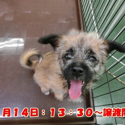 福岡県動物愛護センターNo.1022