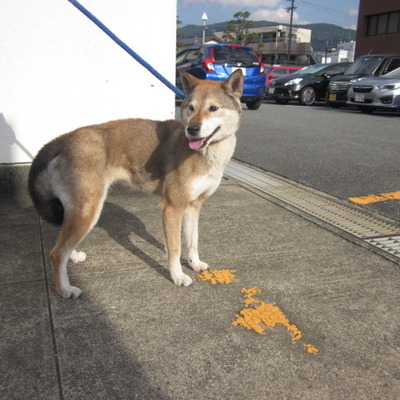 福岡県動物愛護センターNo.8030