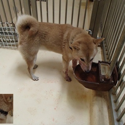 福岡県動物愛護センターNo.8033