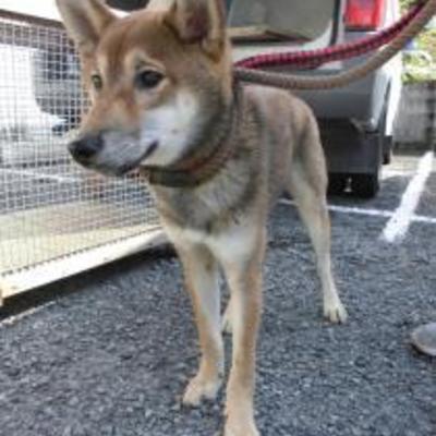 大牟田市動物管理センター（11月10日保護分）