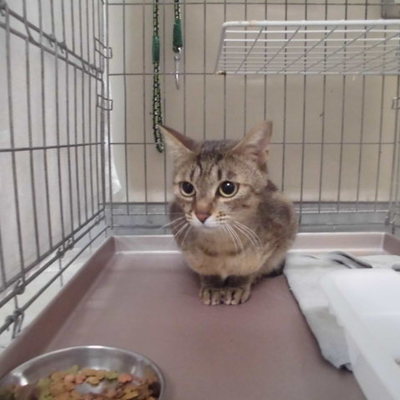 久留米市動物管理センター29059