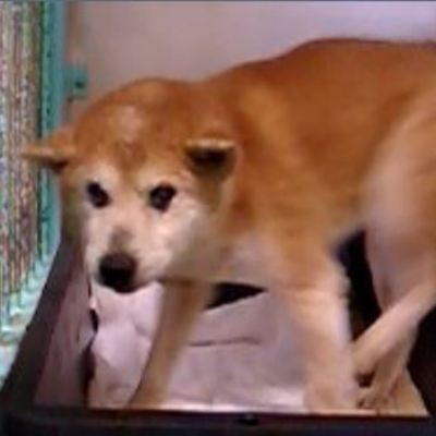 福岡県動物愛護センターNo.8035