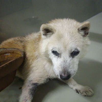 久留米市動物愛護センター27020