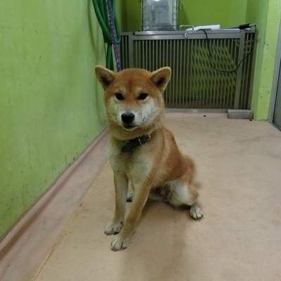 福岡県動物愛護センターNo.8039