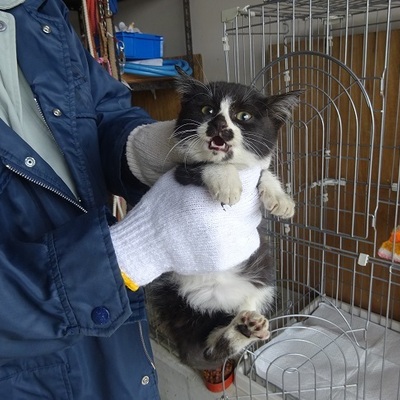 福岡県動物愛護センターNo.8044