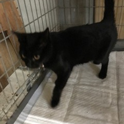 福岡県動物愛護センターNo.8052