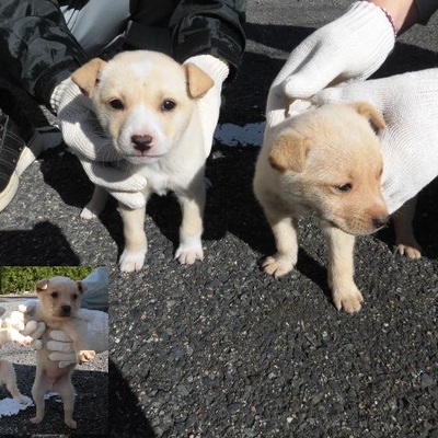 福岡県動物愛護センターNo.8053