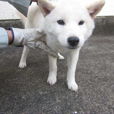 福岡県動物愛護センターNo.8055